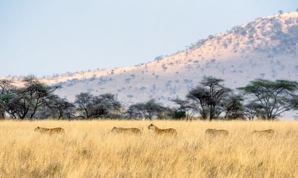 Serengeti Nationalpark