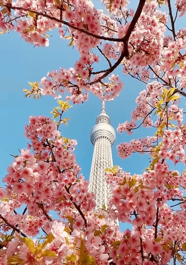 Kirsebærblomsten Tokyo